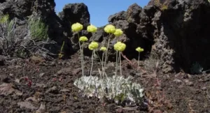 A group of dwarf buckwheat flowers at Crates of the Moon National Monument.