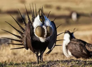 A greater sage grouse puffed up next to a seated one in an orange field.