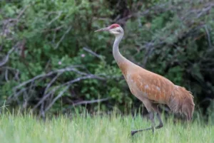 Petroglyph on a stone.