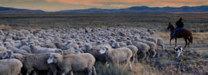 Shepherd on horseback guiding a flock of sheep with a herding dog across the Idaho landscape
