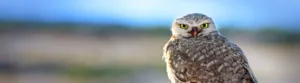 An Idaho owl looking at the camera.
