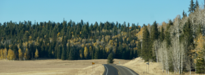 A quiet winding road surrounded by evergreen trees and golden autumn foliage