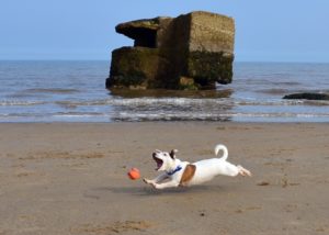 Dog playing with ball on beach