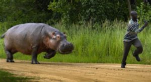 Man running from angry hippopotamous