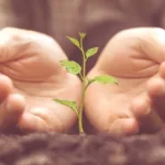 Hands gently surrounding a small green sprout.