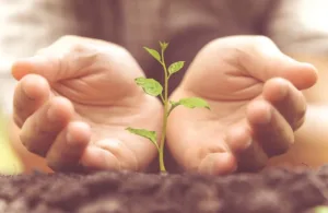 Hands gently surrounding a small green sprout.