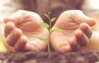 Hands gently surrounding a small green sprout.