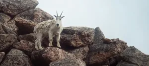 A grayish white mountain goat standing on large rocks.