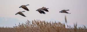 Flock of Canada geese flying over marshland near Great Salt Lake in Utah